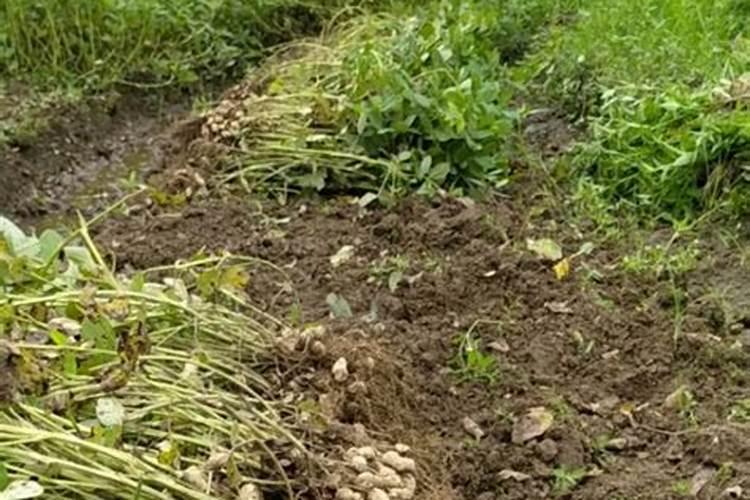 一亩玉米地施多少控释肥