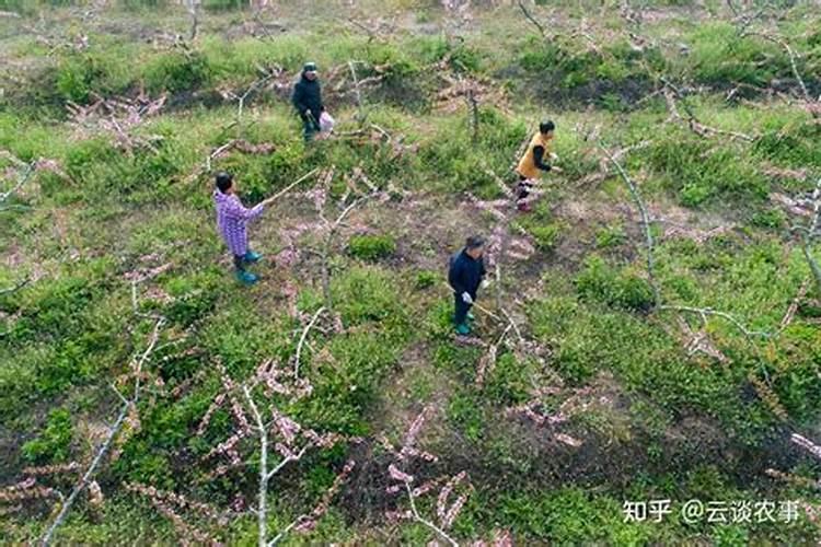 葫芦瓜种植技术和管理