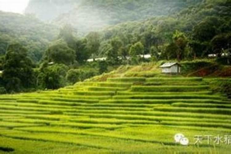 资阳市高岩山有机复合肥有限公司怎么样？