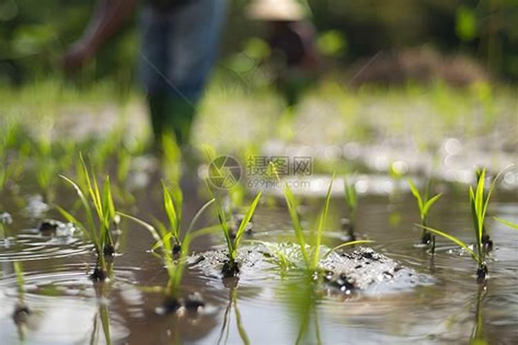 茶园施肥的方式有哪些？