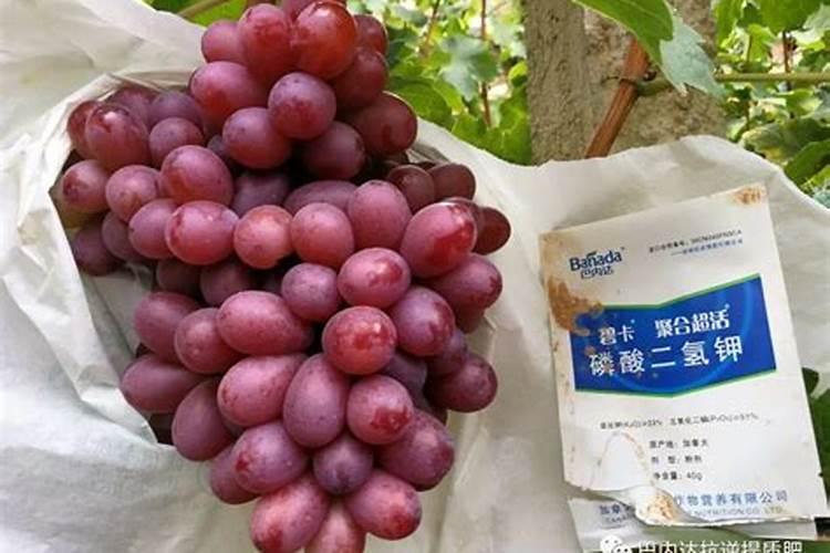葡萄花期为什么不让浇水,开花的时候施什么肥