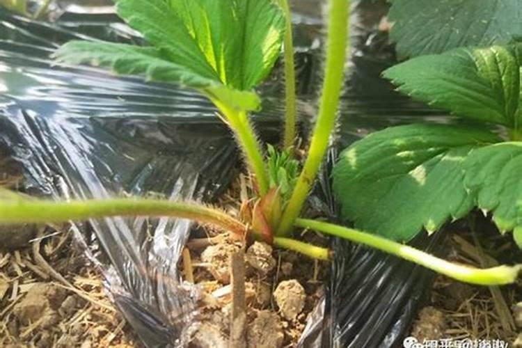 草莓畸形果怎么预防