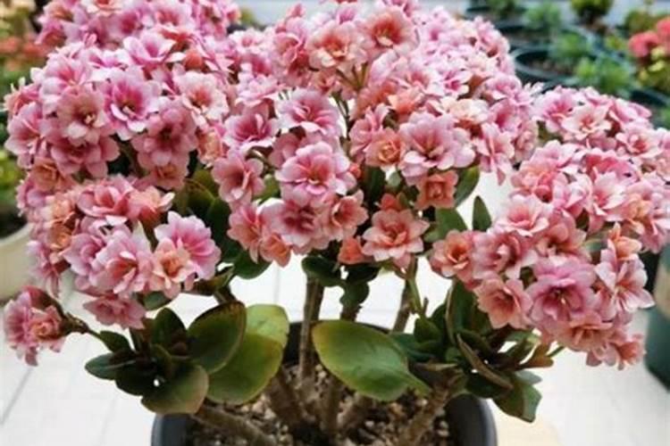 水溶肥做叶面肥用量多少