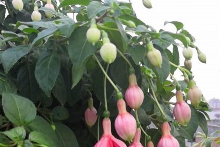 清明节期间如何做好果园倒春寒现象 果树养殖技巧总结