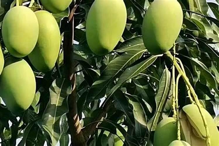 芒果树施什么肥最好