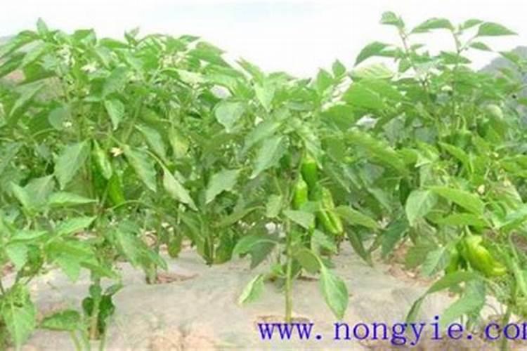 辣椒最好的肥料是什么？