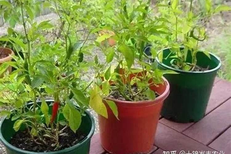 辣椒幼苗什么时候施肥