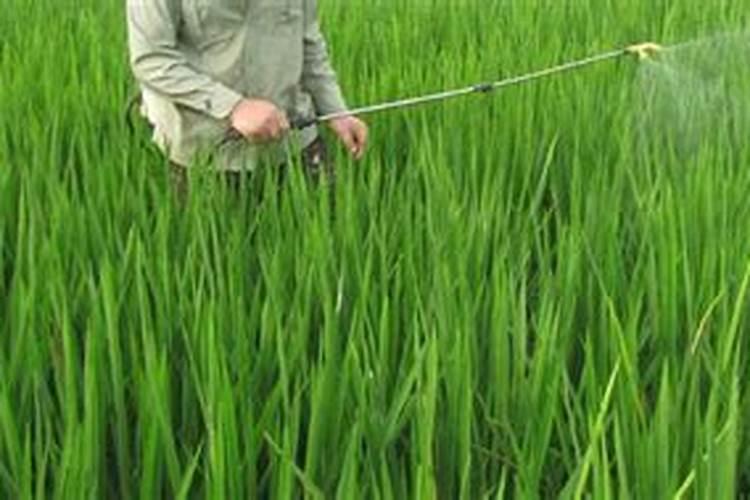 花生喷施硼肥最佳时间 使用注意事项有哪些