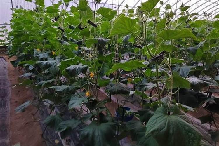 燕麦除草剂什么时候打