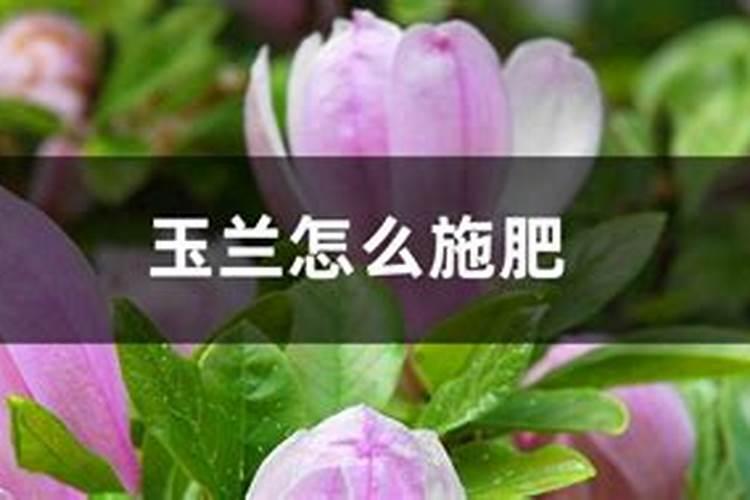 燕麦除草剂什么时候打