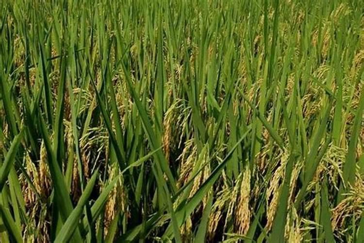 直播水稻什么时间施钾肥二次除草什么时候最好怎么管理？