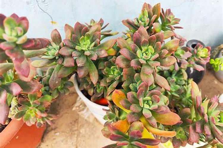 秸秆腐熟菌种秸秆的肥料价值