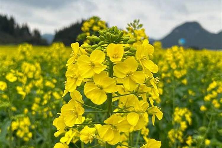 氮肥引起土壤板结,氮肥属于哪种肥料