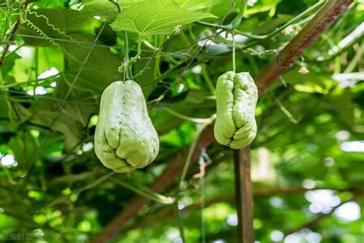 花生基肥应该如何施肥？