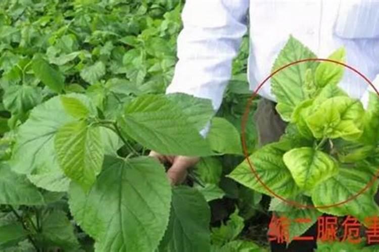 叶面肥加什么浇花最好用