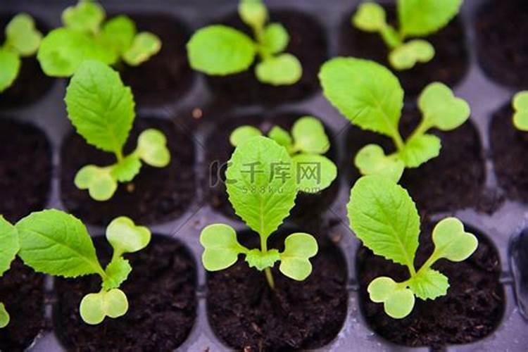 水稻钾肥的正确使用方法,什么时候施好
