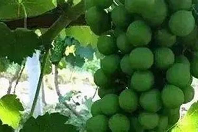夏至时期早稻怎样追肥