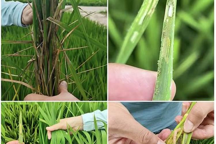 飞机打除草剂加芸苔素好吗