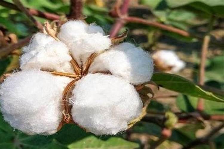 锌肥的作用及使用方法