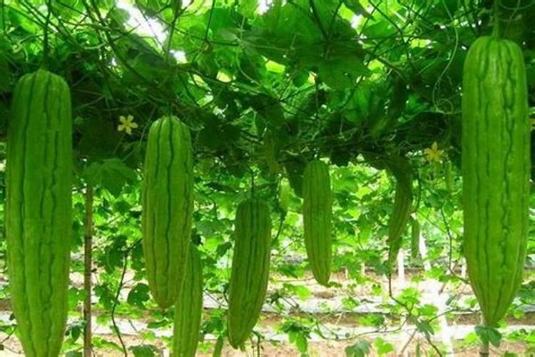 苦瓜用什么肥料最好