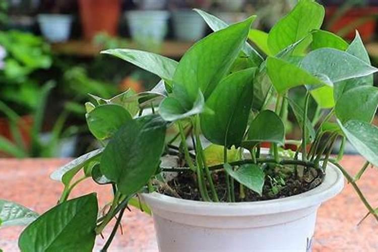 花生硼肥什么时间施用