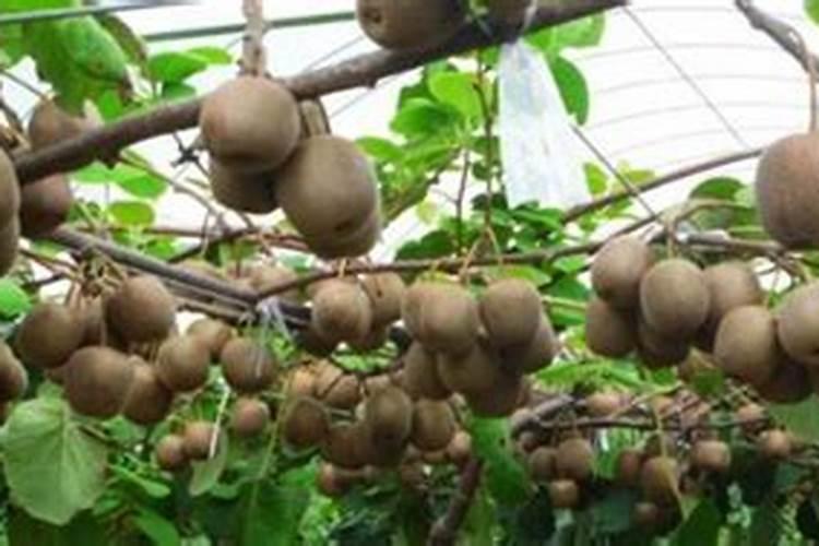 西瓜移植后打芸苔素行不行？