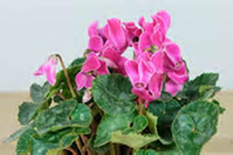 仙客来开花期间怎么浇水施肥