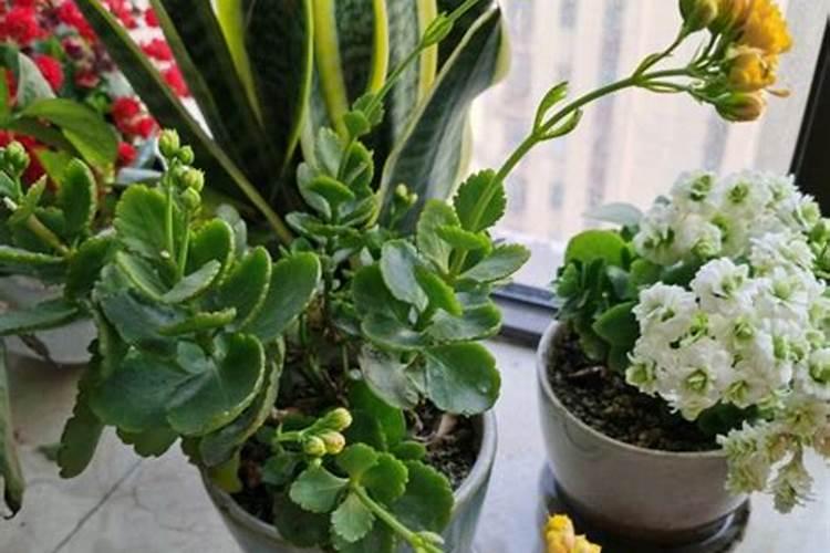 烤墨鱼蛋做法步骤