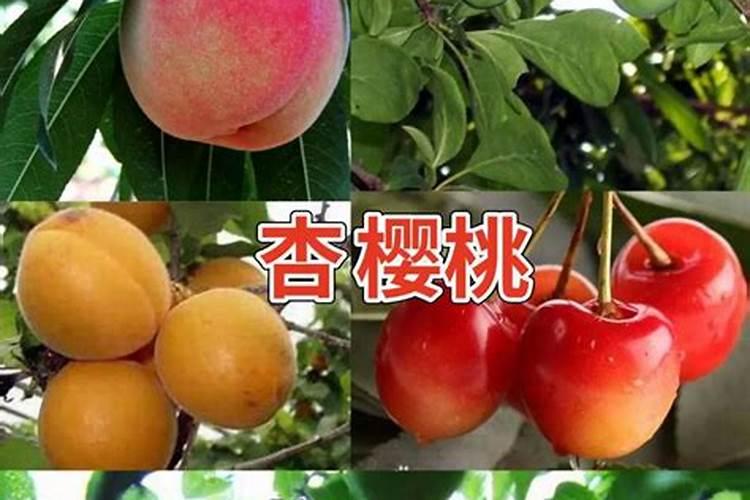 茶梅花该施什么肥？