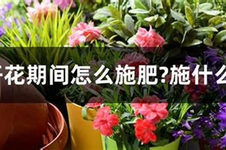 茶梅花期能浇水施肥吗