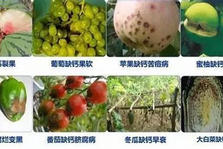 芸苔素加磷酸二氢钾有什么作用