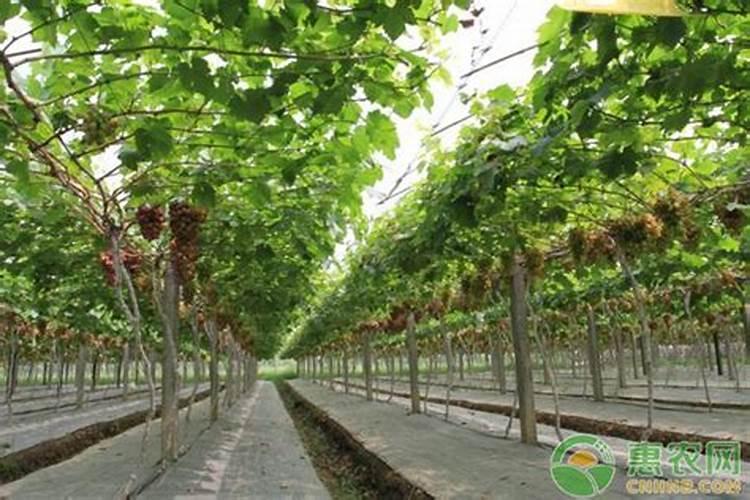 种植花生用什么肥料好