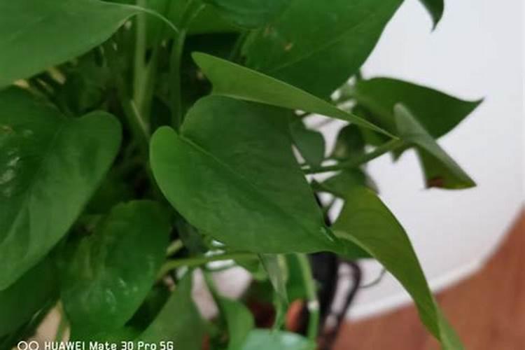 绿萝上什么肥料比较好？