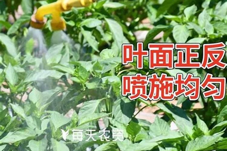 花生喷施硼肥的最佳时间 什么时候喷施最好
