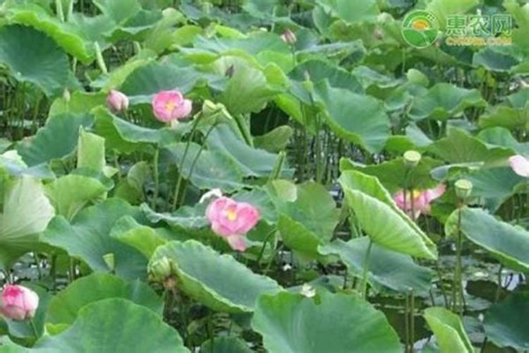 本地玉米磷含量偏低,豆粕质量不稳定,如何通过预混料调整钙磷比？是否需...