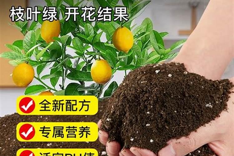 柠檬树怎么施肥？