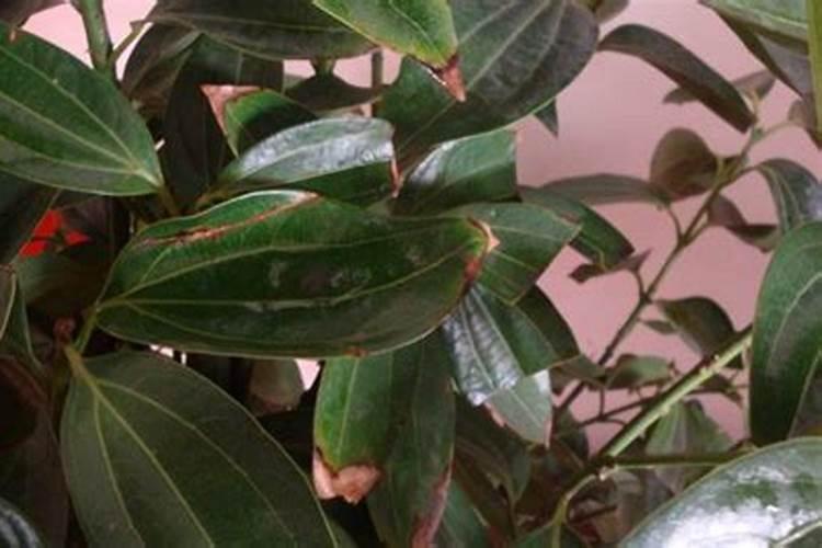 有没有用树叶作肥料的方法？