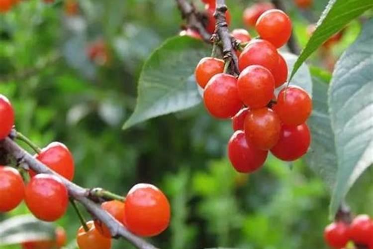 桃树一年要施几次肥