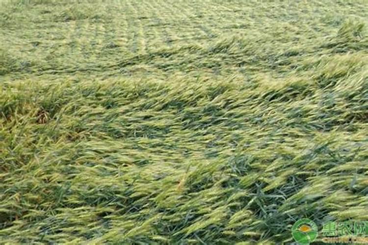 玫瑰的养殖方法和注意事项