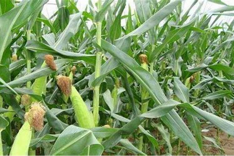 竹炭包能种花吗