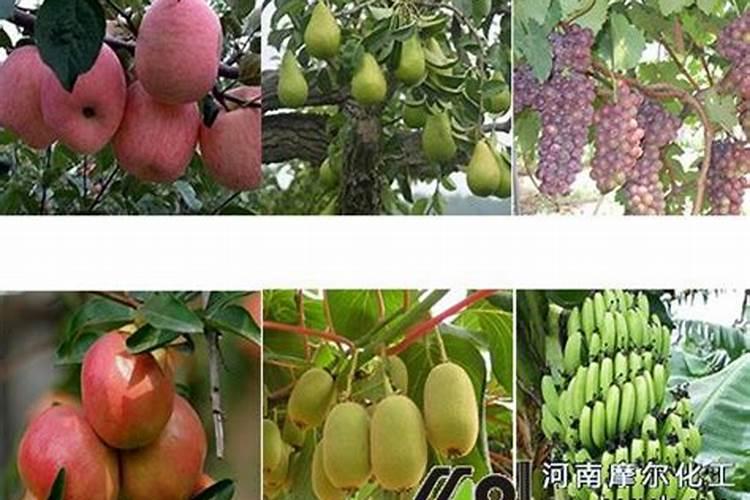 松柏树灌什么肥料长得快