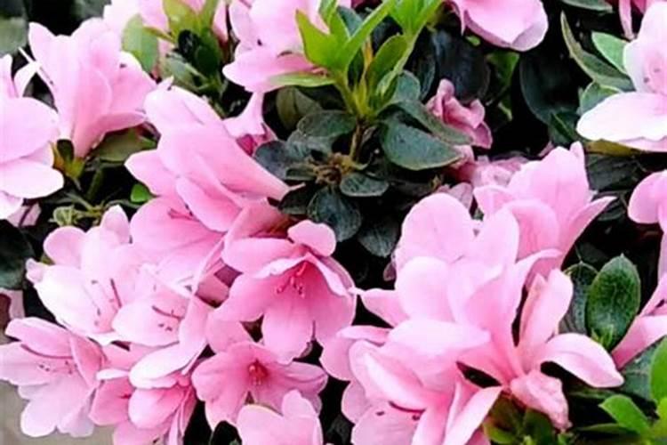 葡萄过量冲施钾肥的害处