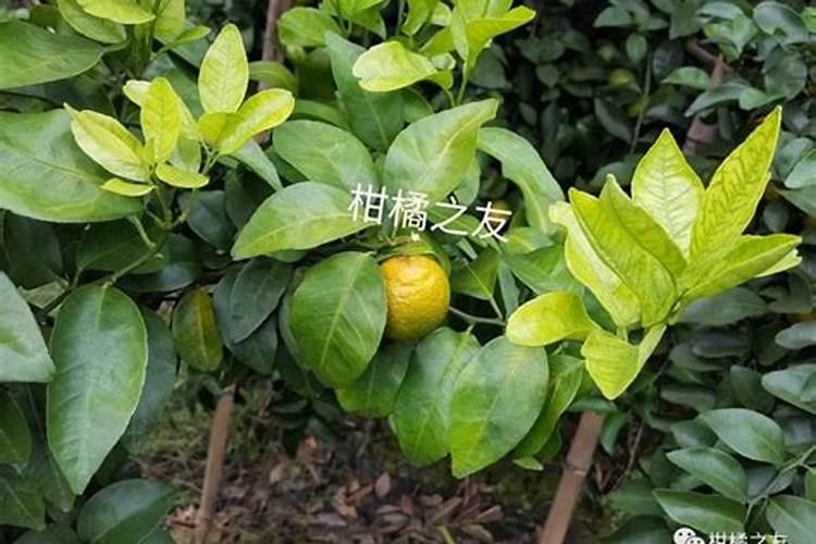 能用有机肥代替复合肥吗