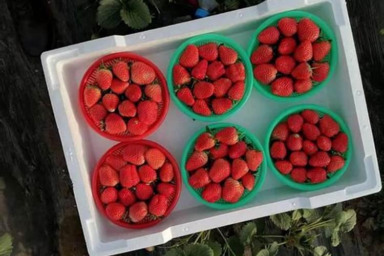 大棚蔬菜如何使用肥料？