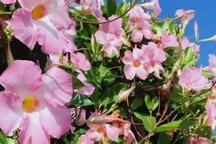 飘香藤用什么肥料最好