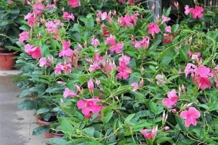 玉米在种植多久之后就能成熟呢？