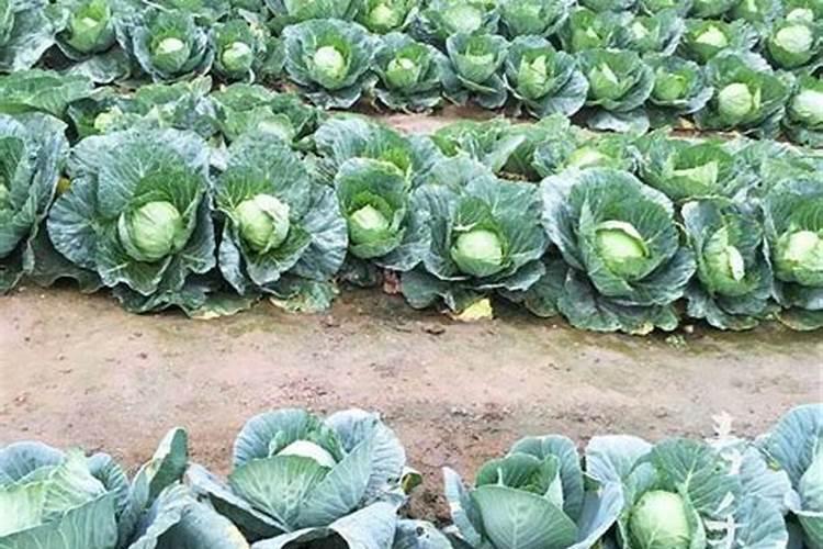 种植紫甘蓝有哪些栽培技术 紫甘蓝养殖方法总结