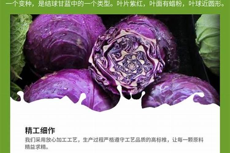 如何种紫甘蓝