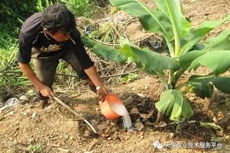 幼苗花多久可以施肥