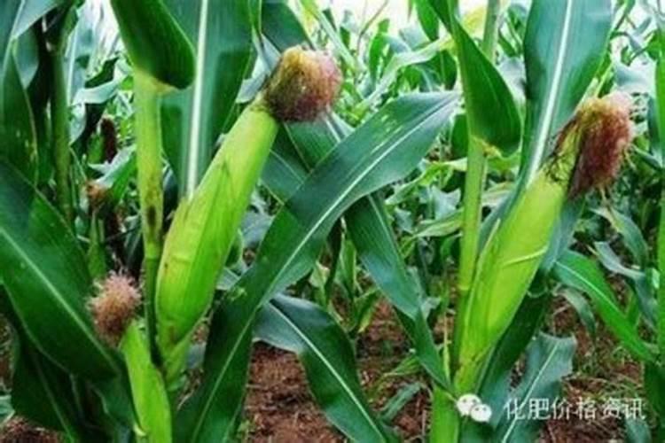 豆角苗多久可以施肥